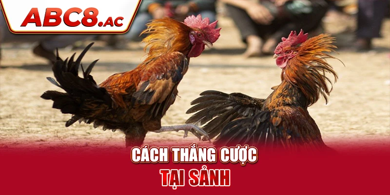 cach-thang-cuoc-tai-sanh