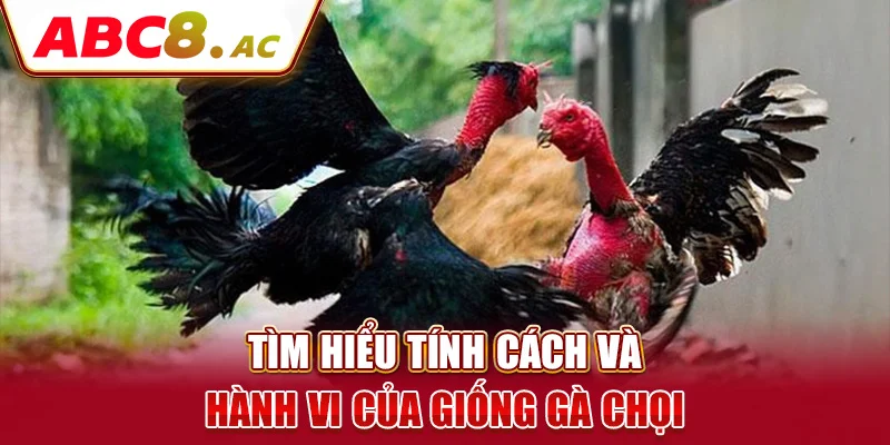 tim-hieu-tinh-cach-va-hanh-vi-cua-giong-ga-choi